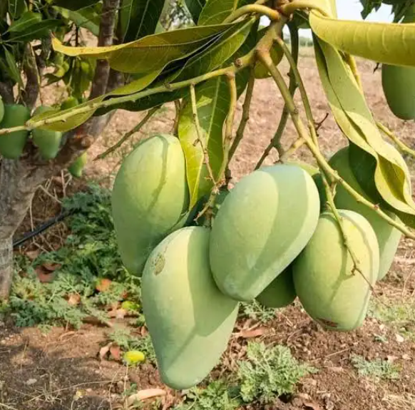 আম