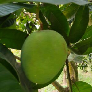 গোবিন্দভোগ