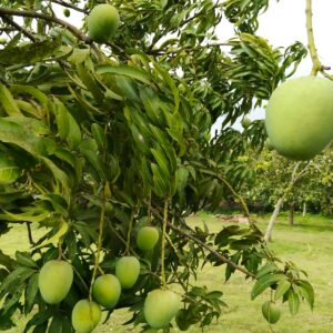 হিমসাগর