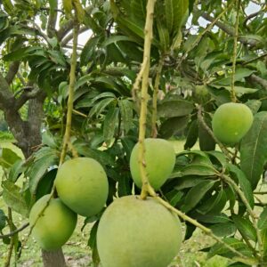 গোপালভোগ আম - ১০ কেজি প্যাক প্রিমিয়াম